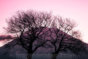双子のさくらんぼの木、北海道、ニセコ