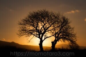 双子のさくらんぼの木、北海道、ニセコ